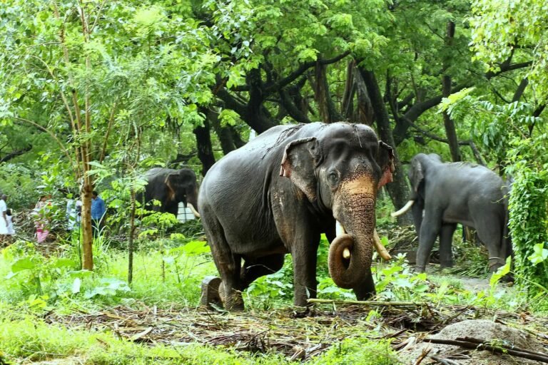 There are the rogues and the wicked, the tame and the grateful, and the champions and the film-stars… in elephants. And they are all there at Punnathur Kotta, some three kilometres away from Guruvayoor, a township in Kerala, India.