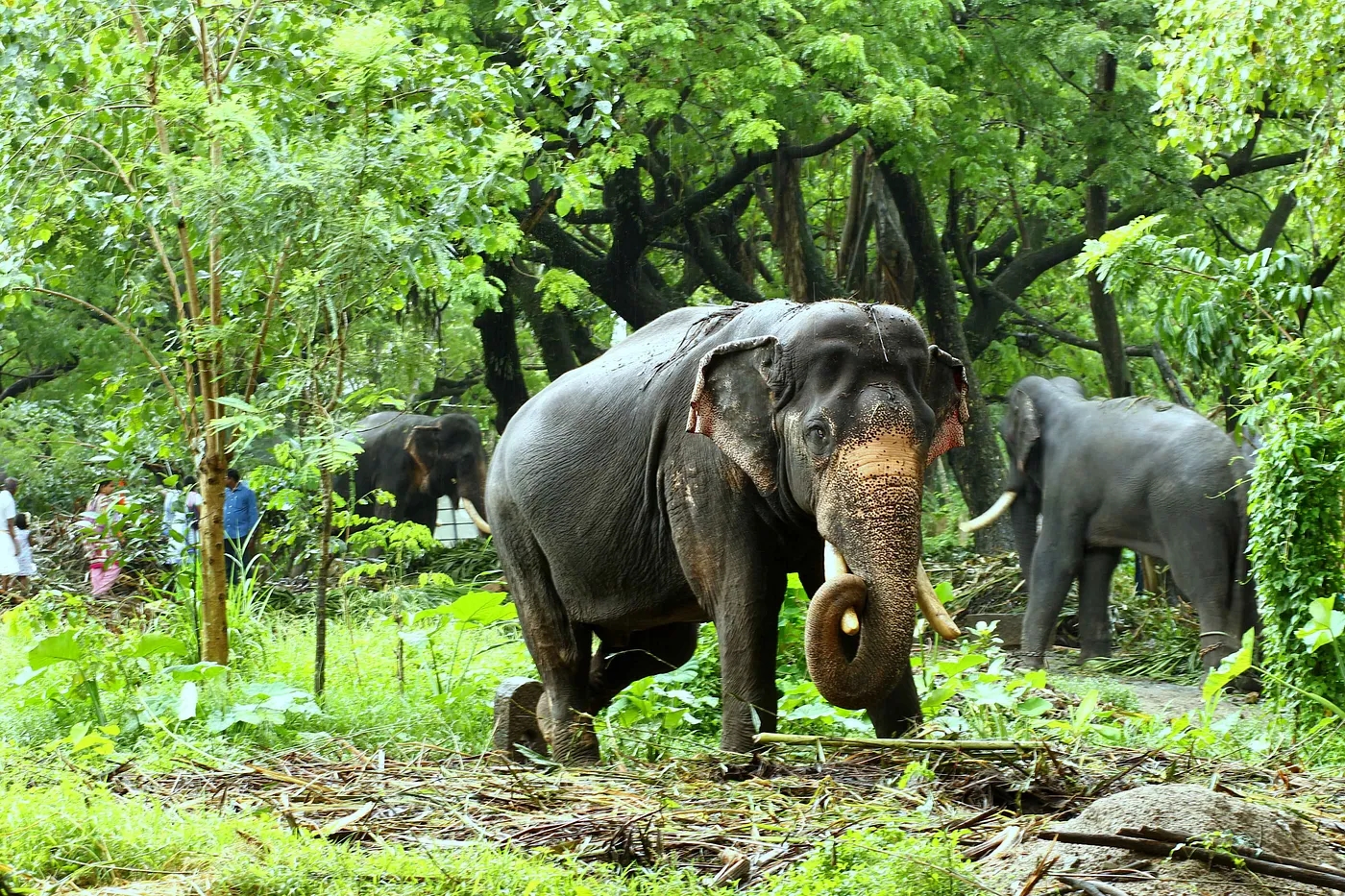 Punnathur Kotta: A Historic Sanctuary for Elephants in Kerala
