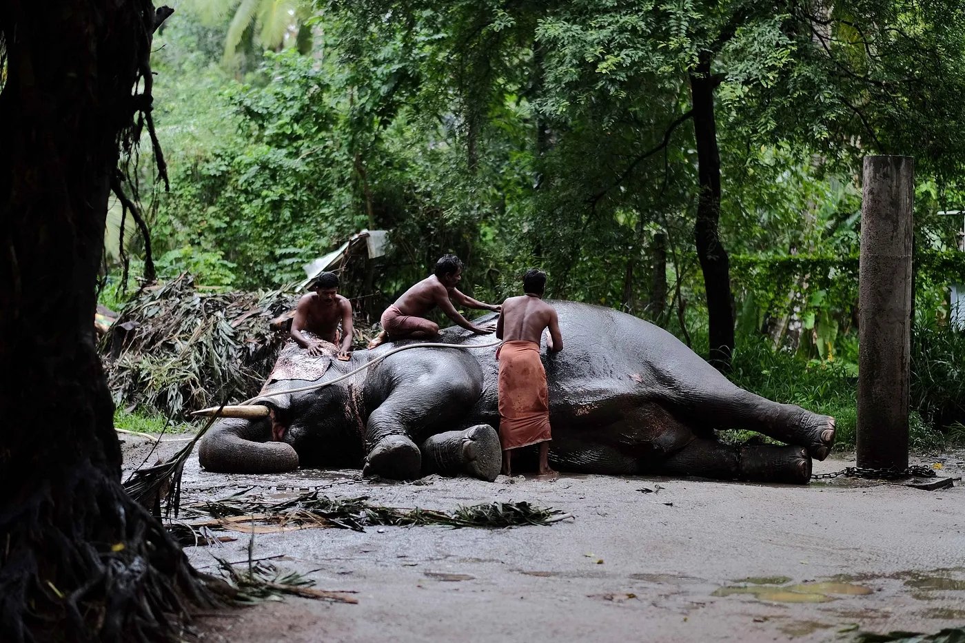 There are the rogues and the wicked, the tame and the grateful, and the champions and the film-stars… in elephants.
And they are all there at Punnathur Kotta, some three kilometres away from Guruvayoor, a township in Kerala, India.