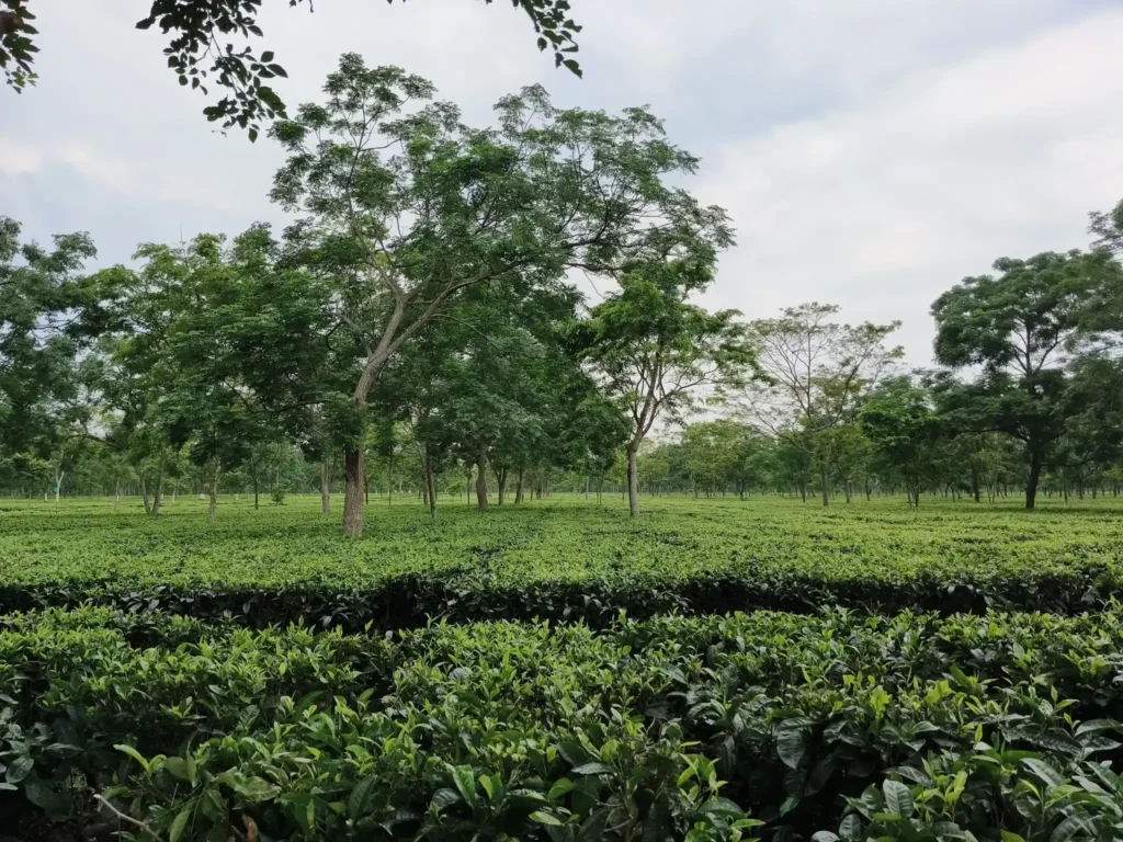 A lush tea garden in Assam, featuring neatly arranged tea bushes surrounded by trees under a partly cloudy sky.