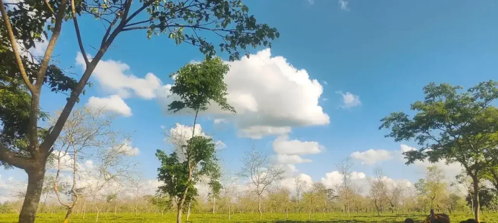 A scenic view of a tea plantation in Assam, India, featuring towering trees, lush green tea bushes, and a bright blue sky with fluffy white clouds.