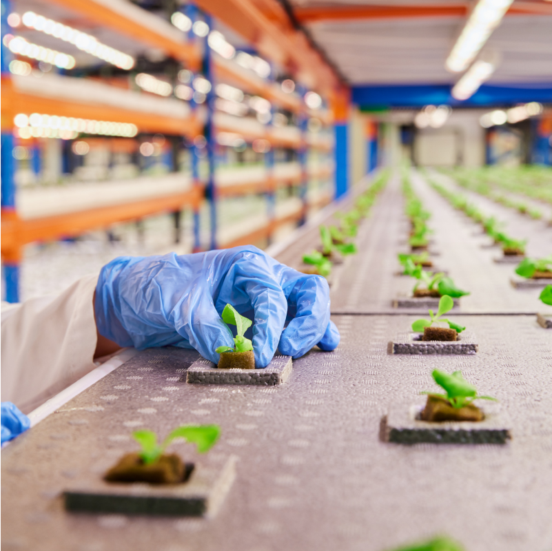 How the UAE is growing food in impossible places