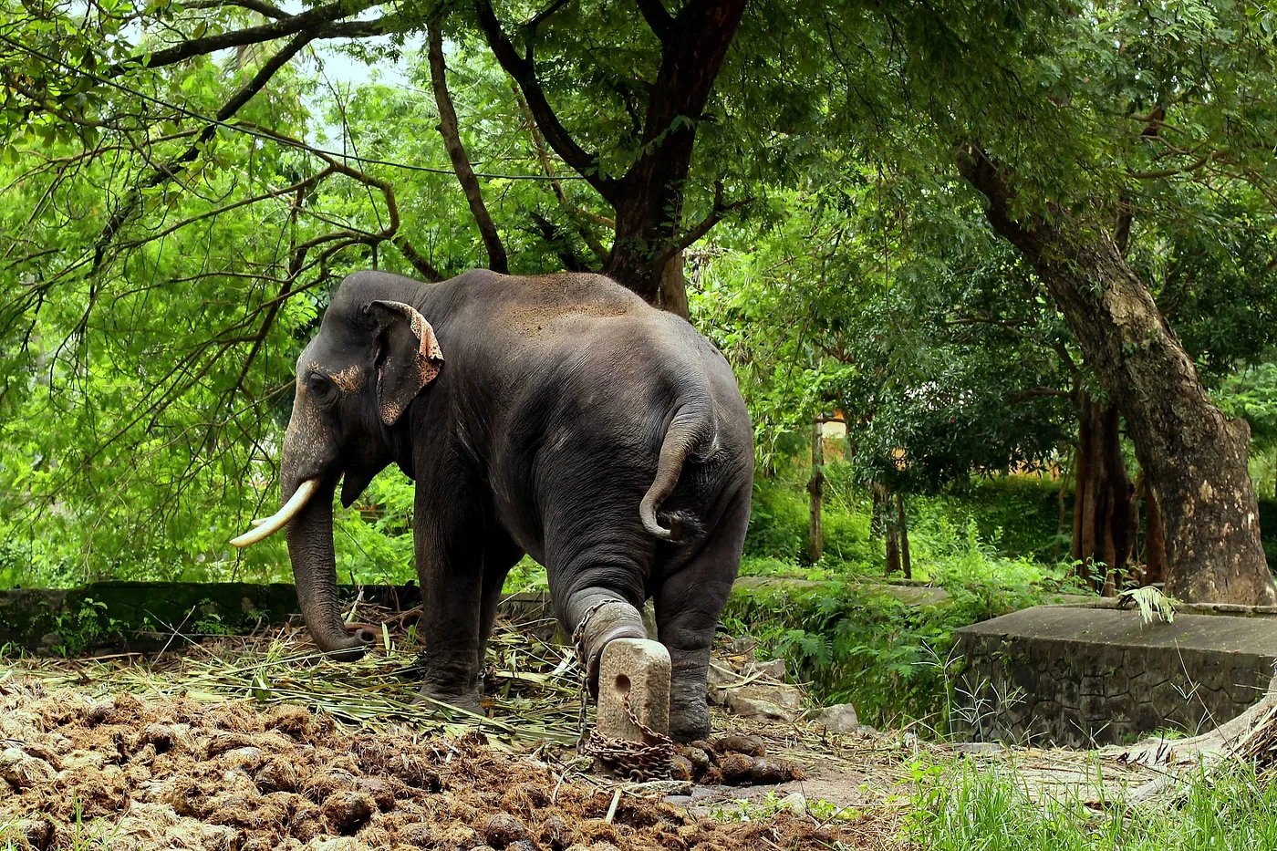 There are the rogues and the wicked, the tame and the grateful, and the champions and the film-stars… in elephants.
And they are all there at Punnathur Kotta, some three kilometres away from Guruvayoor, a township in Kerala, India.