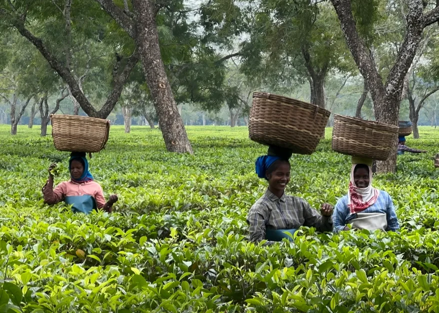 Steeped in Assam: The Legacy and Craft of Assam’s Tea