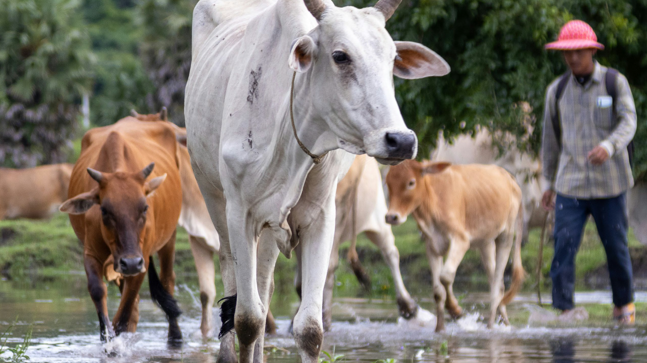 WRI Releases Groundbreaking Report on Agricultural Methane Mitigation Technologies