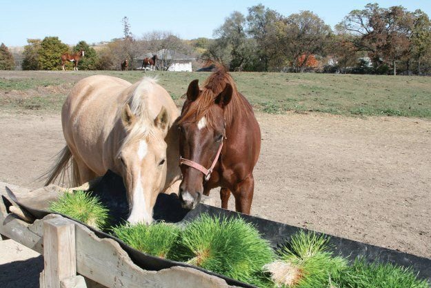 Two horses, one light brown and the other dark brown, feeding on a trough filled with green grass in an open field.