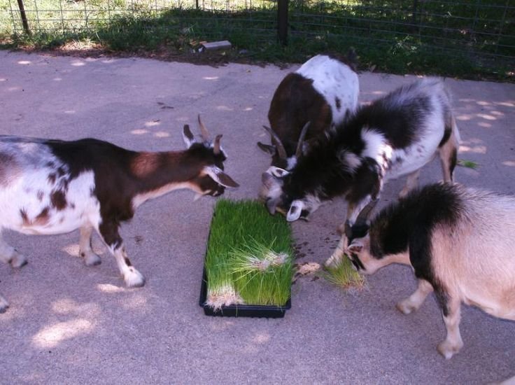 Four goats feeding on a tray of green grass or fodder on a concrete surface.