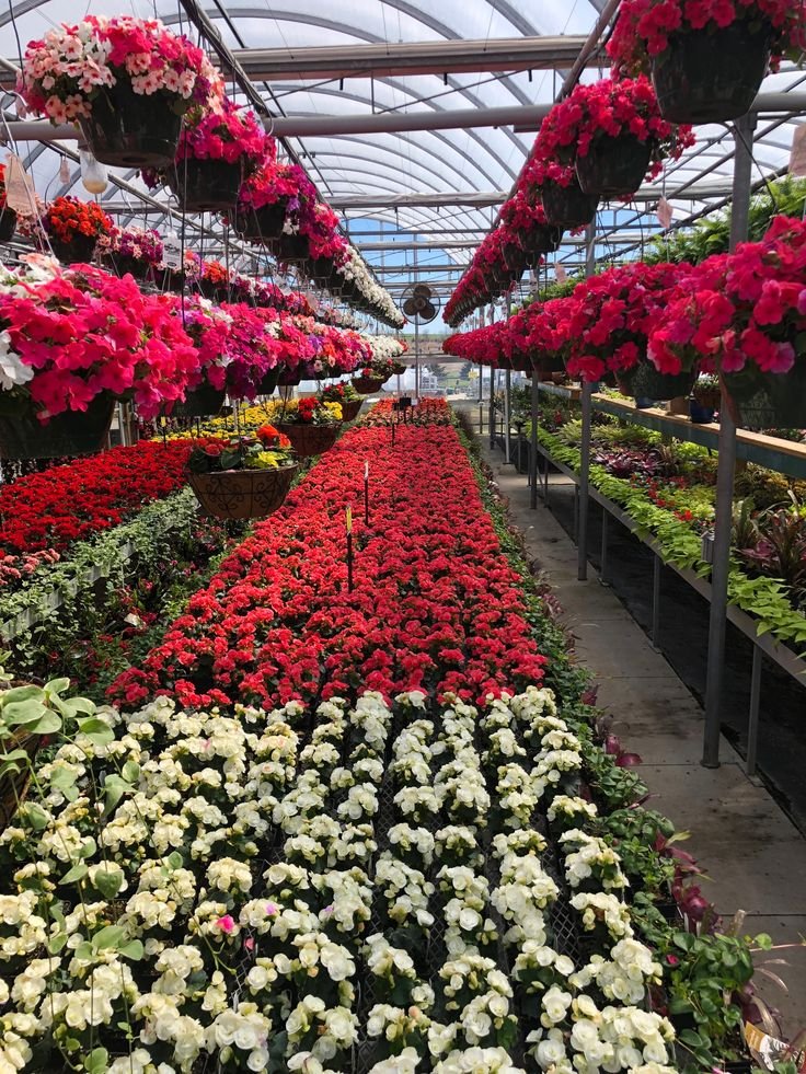 A vibrant greenhouse filled with colorful flowers, showcasing rows of pink, red, and white blooms under a transparent roof.