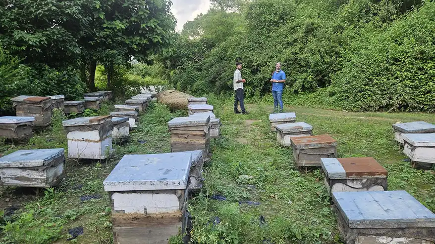 The Hidden Crisis in India's Sweet Gold: A Call for Honey Revolution