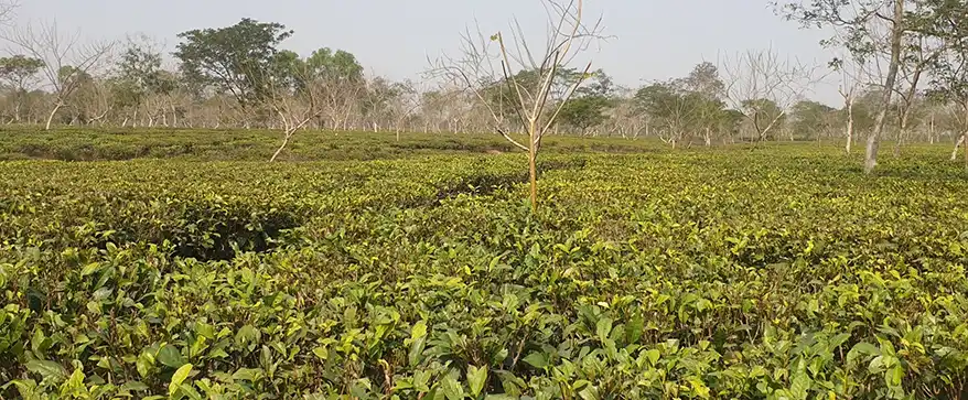 For centuries, the hills of Assam nurtured one of humanity’s most remarkable plants: Tea. The indigenous peoples of this region didn’t need to “discover” tea: they lived with it, understood it and developed methods for its use. This is not a story that begins with European arrival, but one that was violently interrupted by it.
