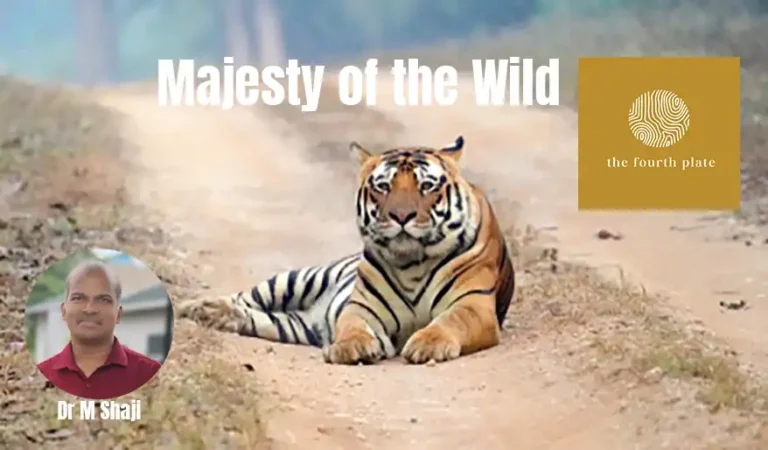 The tiger (Panthera tigris), one of the most magnificent creatures in the animal kingdom, stands as a symbol of power, strength, and grace. As the largest member of the cat family, it has long fascinated humans with its majestic appearance and elusive behavior.