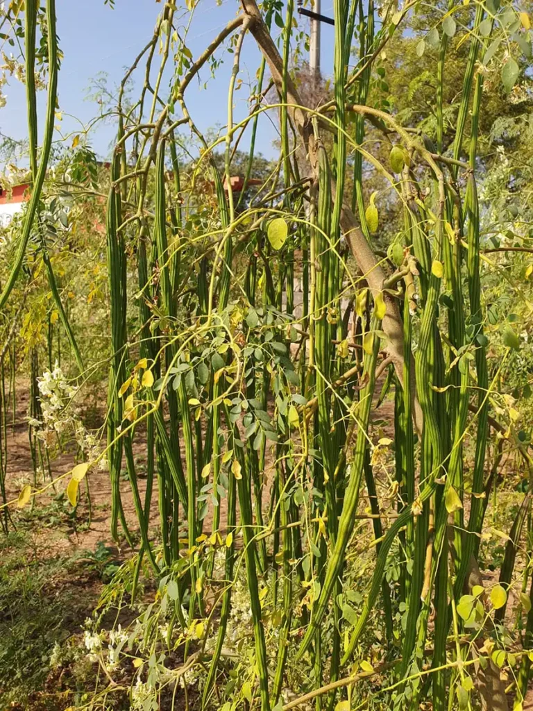 Close-up of moringa trees with long green drumsticks hanging among delicate leaves and flowers, set in a lush garden environment.