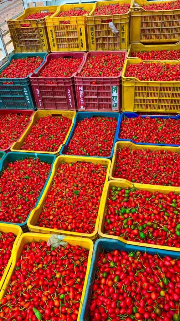 Colorful crates filled with freshly harvested red and green chillies, showcasing vibrant produce in a processing facility.