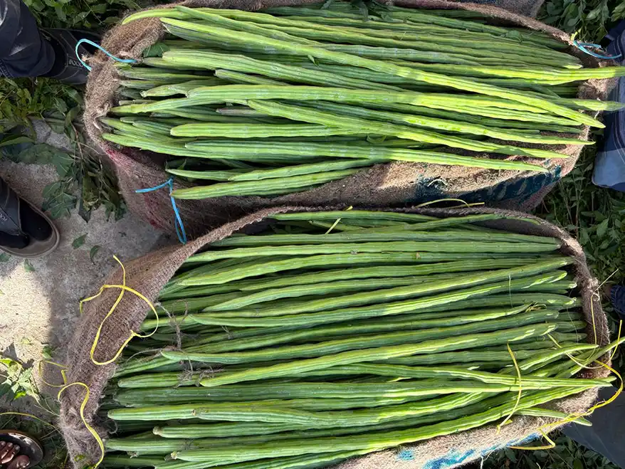Two burlap sacks filled with fresh, long moringa drumsticks, arranged neatly on the ground, surrounded by green foliage.