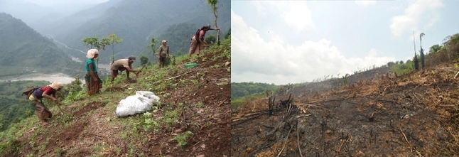 Farmers engaged in traditional farming practices on a hillside in Assam, using tools for cultivation.
