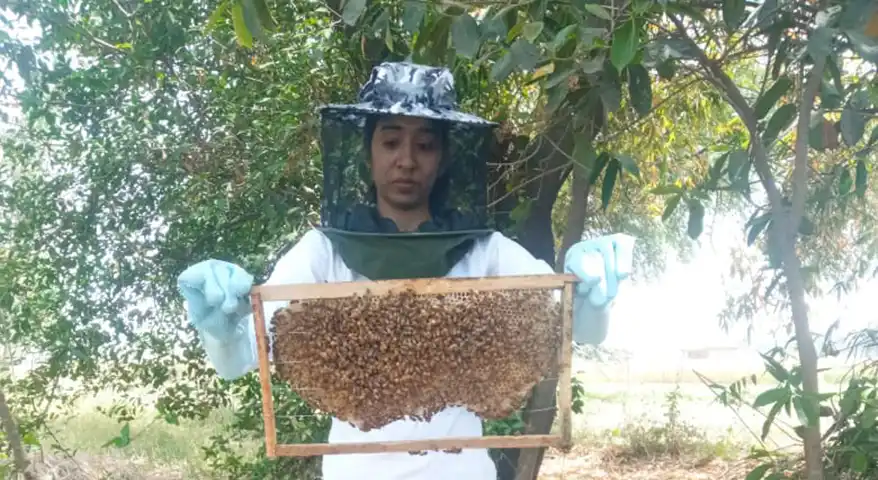 In a quiet part of Prayagraj, during the stillness of the COVID-19 lockdown, something beautiful took root. While the world slowed down, Jasleen—a trained chef with a deep love for clean, real food—began exploring something new: bees. It wasn’t planned or part of a big business idea. It started with curiosity and care. Jasleen began taking online and offline training in beekeeping, learning how these tiny creatures work, what they need, and how they give us one of nature’s purest gifts—honey.