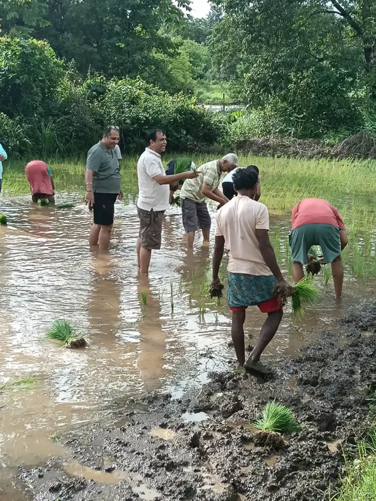 A group of people planting rice saplings in a flooded field, surrounded by lush greenery, demonstrating traditional agricultural practices.