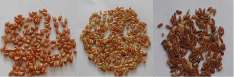 Three varieties of traditional red rice from Assam displayed on a white background, showcasing their distinct colors and textures.