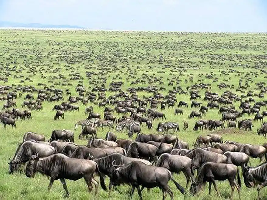 A vast herd of wildebeests and zebras grazing on lush green plains, showcasing the Great Wildebeest Migration in East Africa.