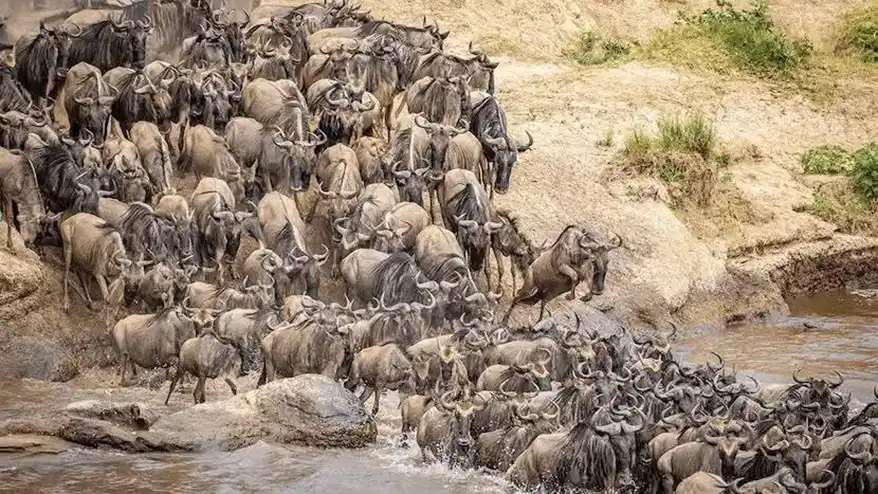 A large herd of wildebeests crossing a rocky riverbank, with some entering the water, depicting the dramatic Great Migration in East Africa.
