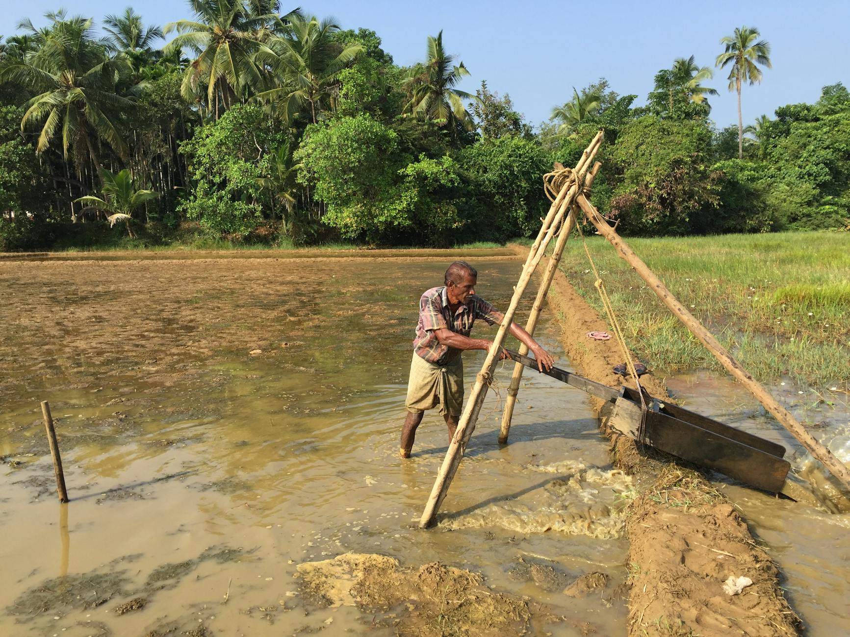 Kerala Pioneers Climate-Smart Rice Farming with Groundbreaking IRRI Partnership