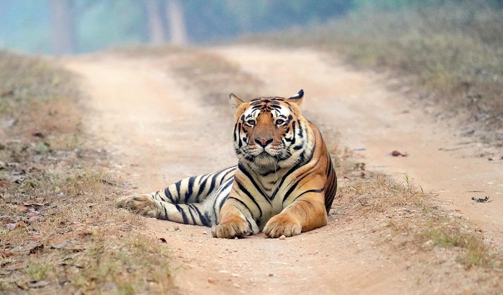 a tiger sitting on dirt road
