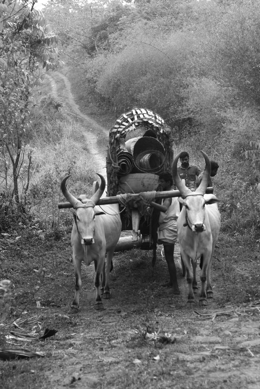 goats pulling cart
