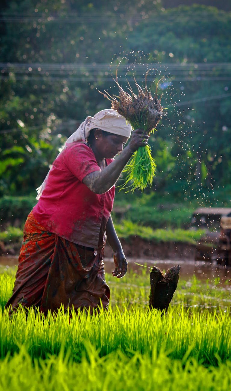 woman working on rice paddy field