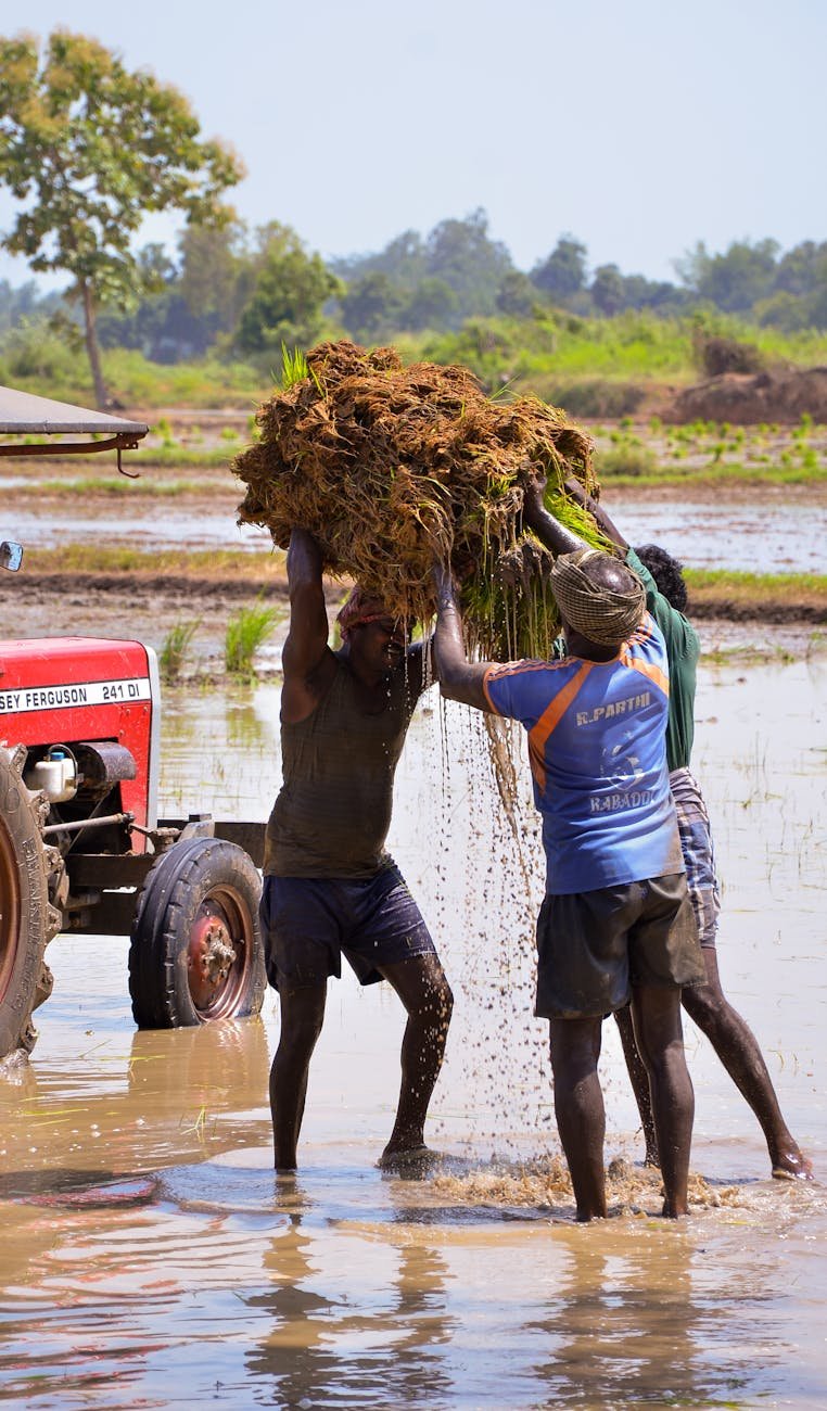 farmers helping each other carry harvests