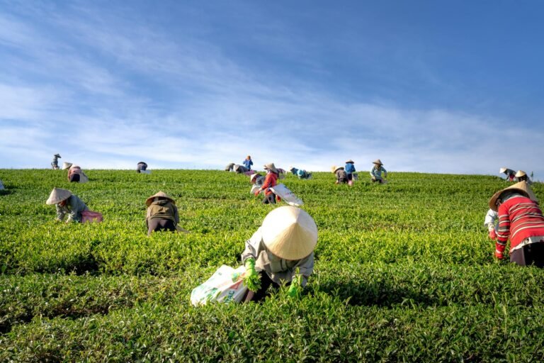 people harvesting