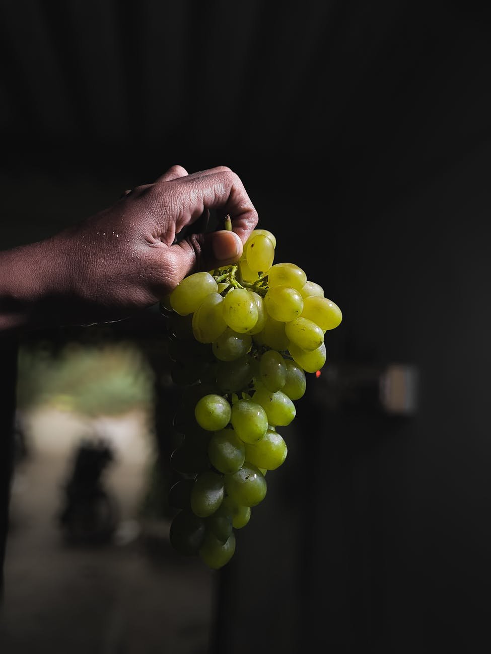 The Viticulture Evangelist: How Aditi Patil is Taking the Spirit of Horticulture to Teach the World About Vineyards and Wine