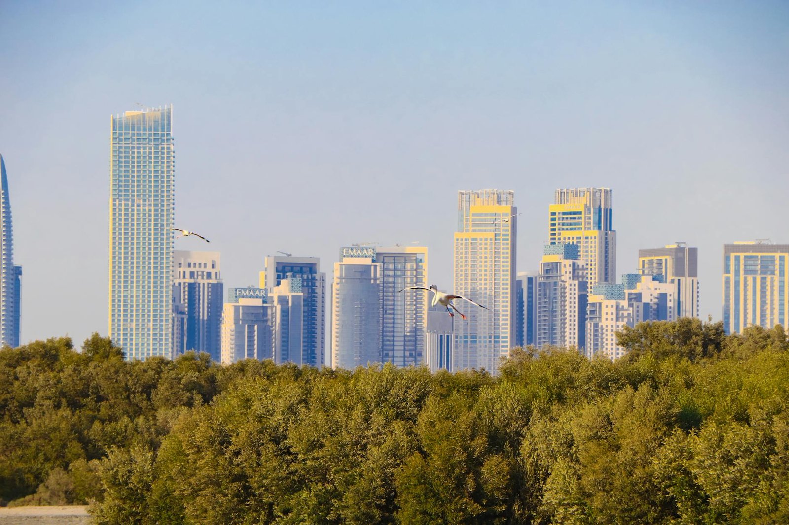 dubai skyline with birds over mangroves