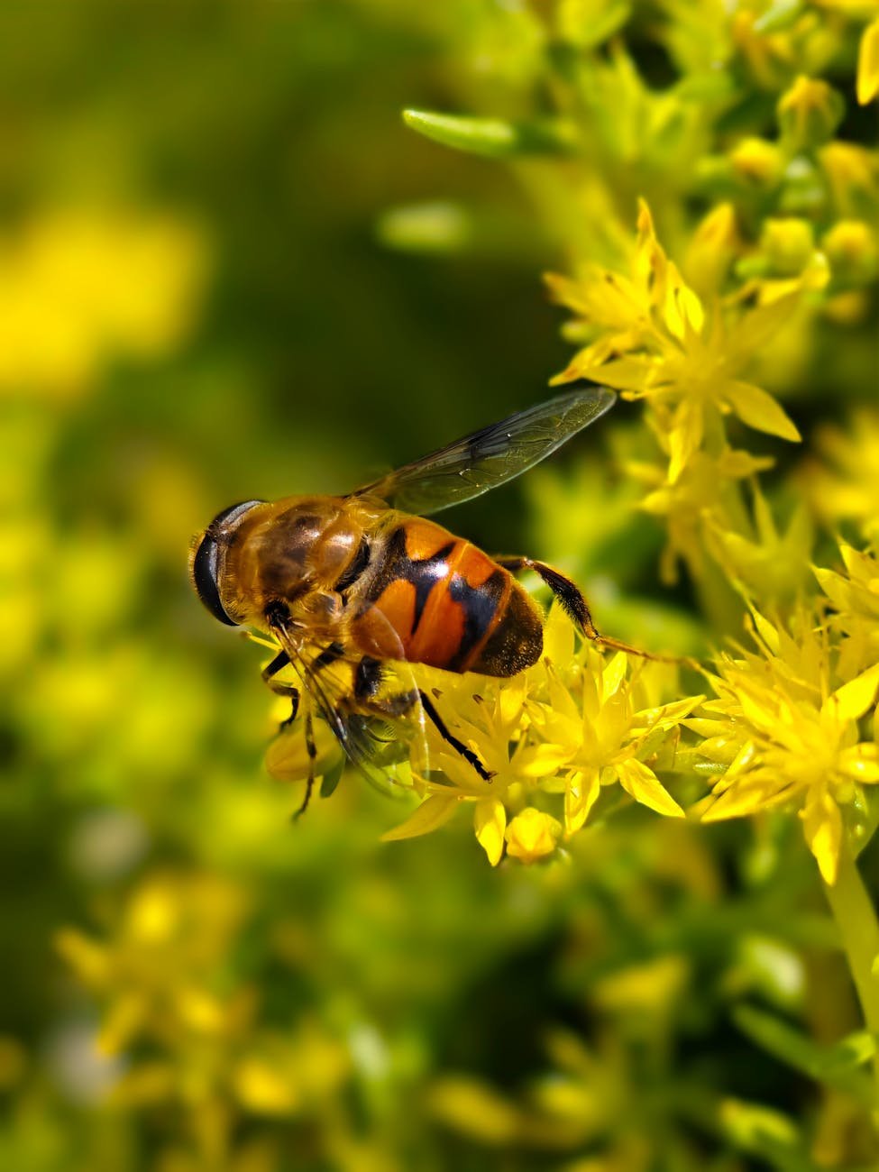 close up of bee pollinating yellow flowers