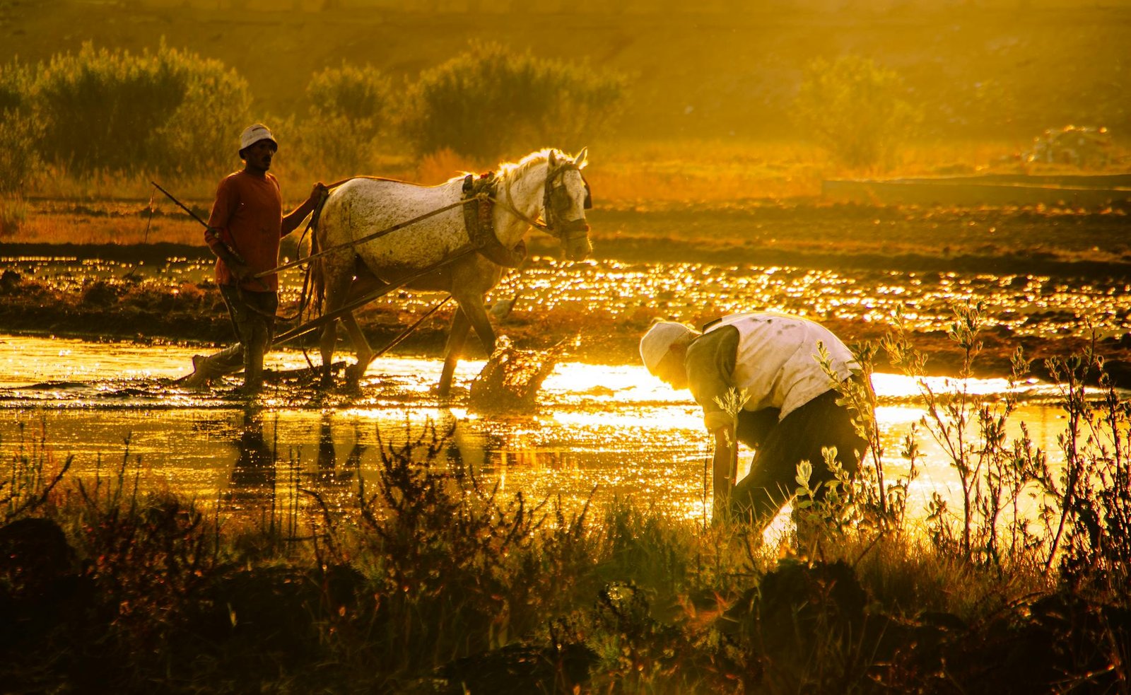 golden hour agricultural scene in egyptian fields