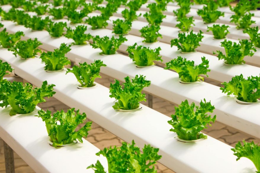 Vertical Farming: The Next Frontier in Agricultural Innovation