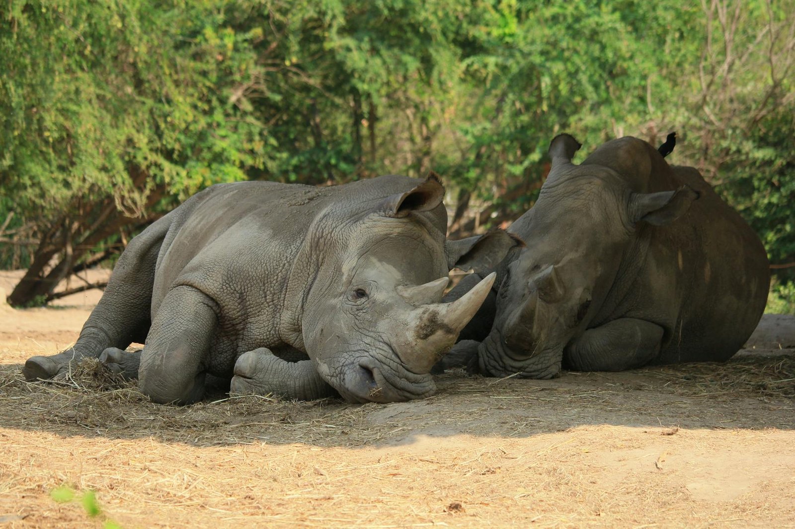 two rhinoceros resting on the ground