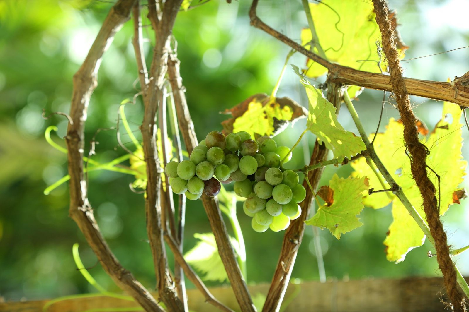 photo of a cluster of green grapes