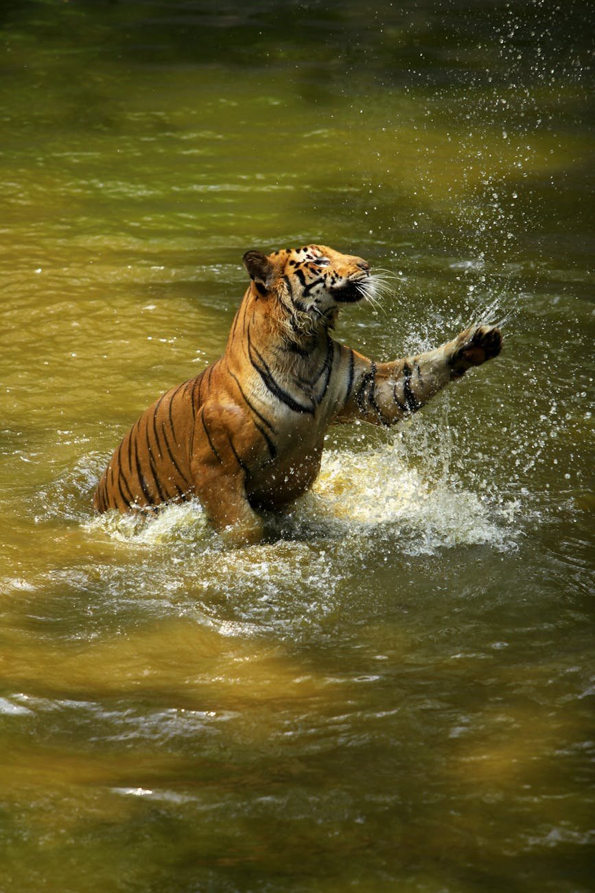 photo of an orange and black tiger on a body of water