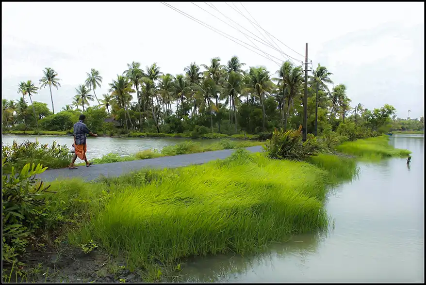 A person walking along a road lined with lush green rice fields and palm trees in Kerala.