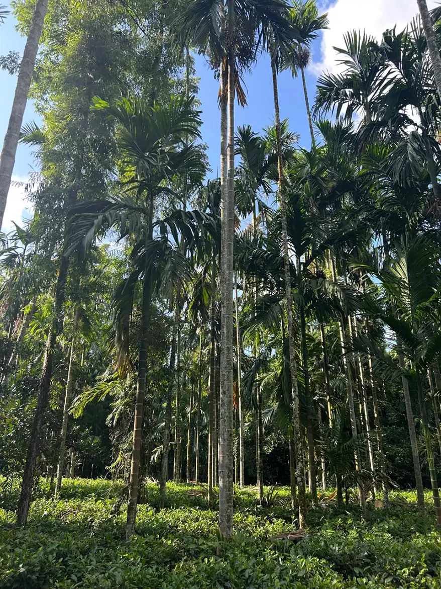 A homestead tea plantation in Barekuri