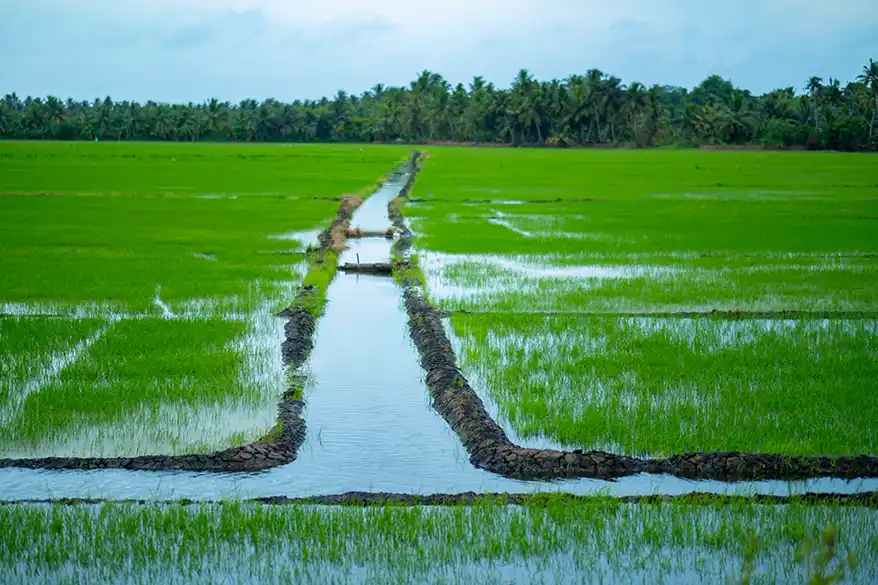 A lush green paddy field in Kerala, featuring flooded crop rows and irrigation channels surrounded by palm trees under a cloudy sky