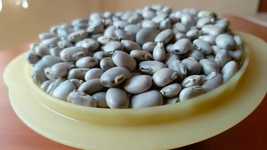 A close-up view of a bowl filled with grayish Mucuna pruriens seeds, showcasing their smooth texture and distinct shapes.