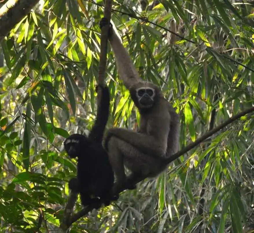A Hoolock gibbon and its offspring resting on a tree branch, surrounded by lush green foliage.