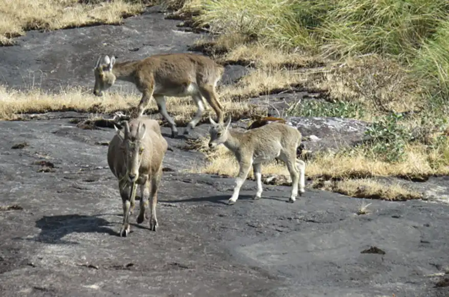 A group of three Nilgiri Tahr, including a mother and her young calf, grazing on rocky terrain with patches of grass in the background.