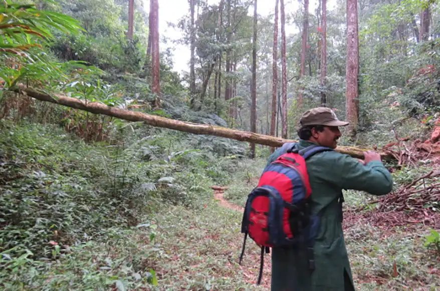 A person walking through a misty forest in Kerala, carrying a stick over their shoulder, surrounded by tall trees and dense foliage.