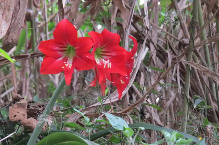 Close-up of vibrant red Amaryllis flowers surrounded by green foliage and dried leaves in a natural setting.