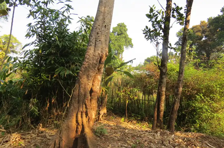 A lush, green forest scene in Kerala featuring tall trees, dense foliage, and a variety of plants, showcasing the region's rich biodiversity.If you’ve ever walked through a misty forest in Kerala, listened to the rhythm of the monsoon on a tiled roof, or tasted a jackfruit curry cooked in a traditional home, you’ve already experienced something very special—biodiversity in action. 