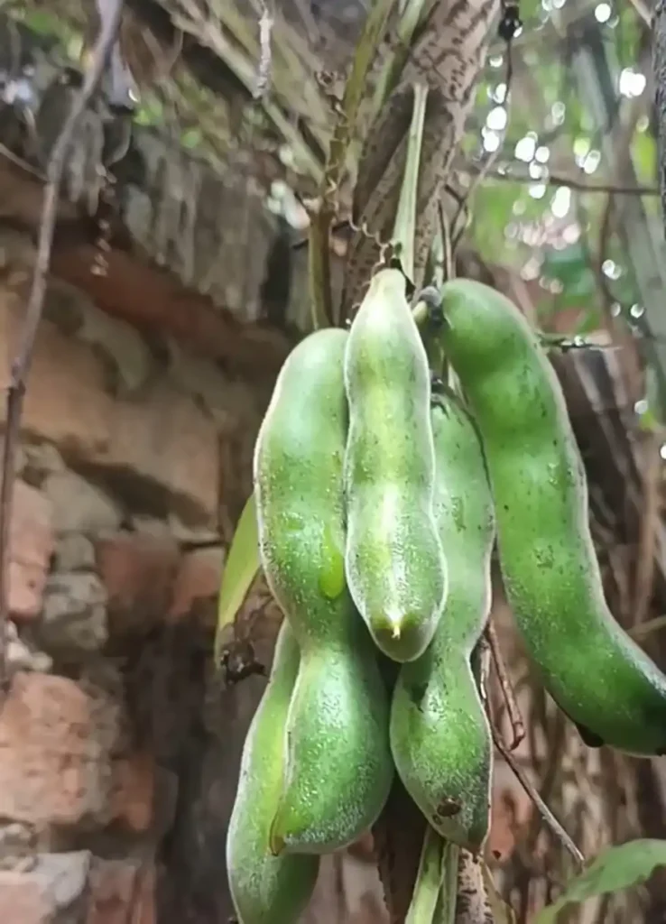 Close-up of green pods of Mucuna pruriens hanging from a vine against a natural backdrop.
