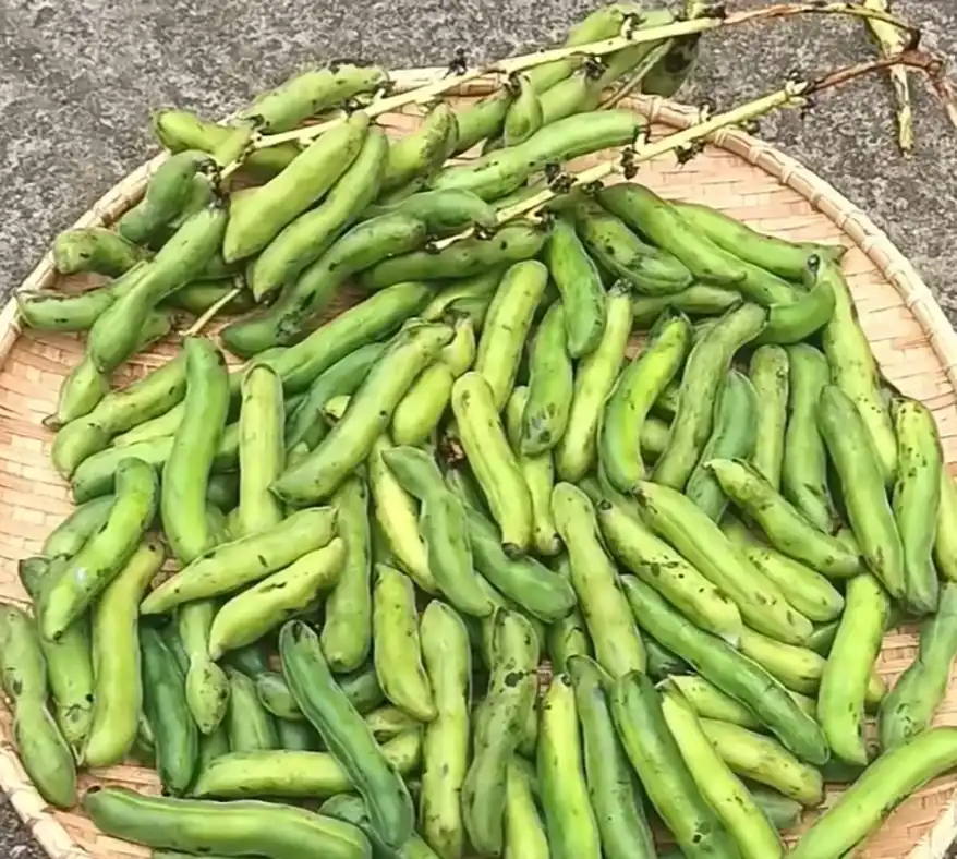 A woven basket filled with fresh, green Mucuna pruriens pods, also known as velvet beans, showcasing their elongated shape and vibrant color.