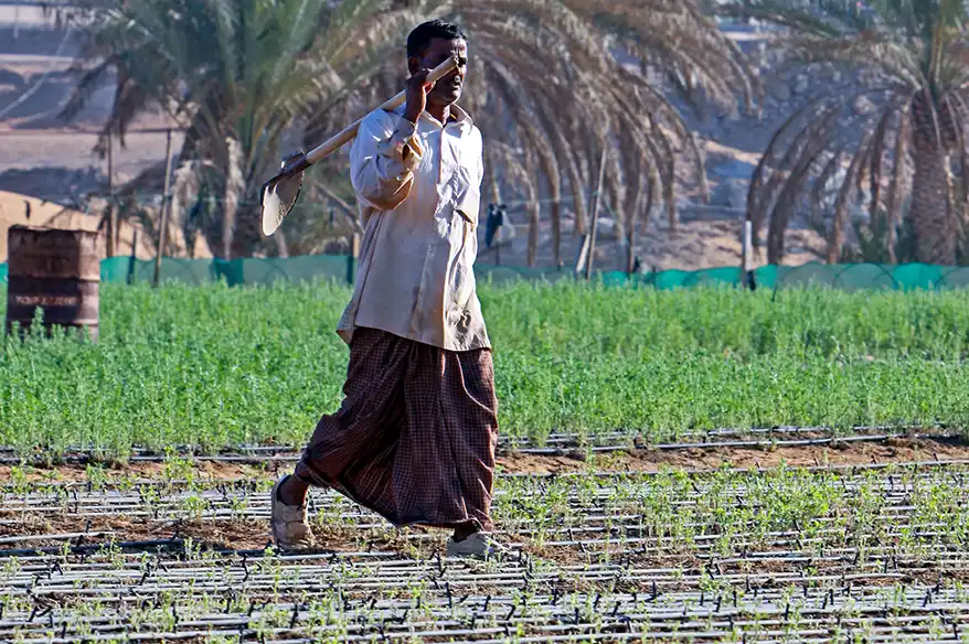 A farmer in Kerala walking through a green agricultural field, holding a shovel, with palm trees visible in the background.
